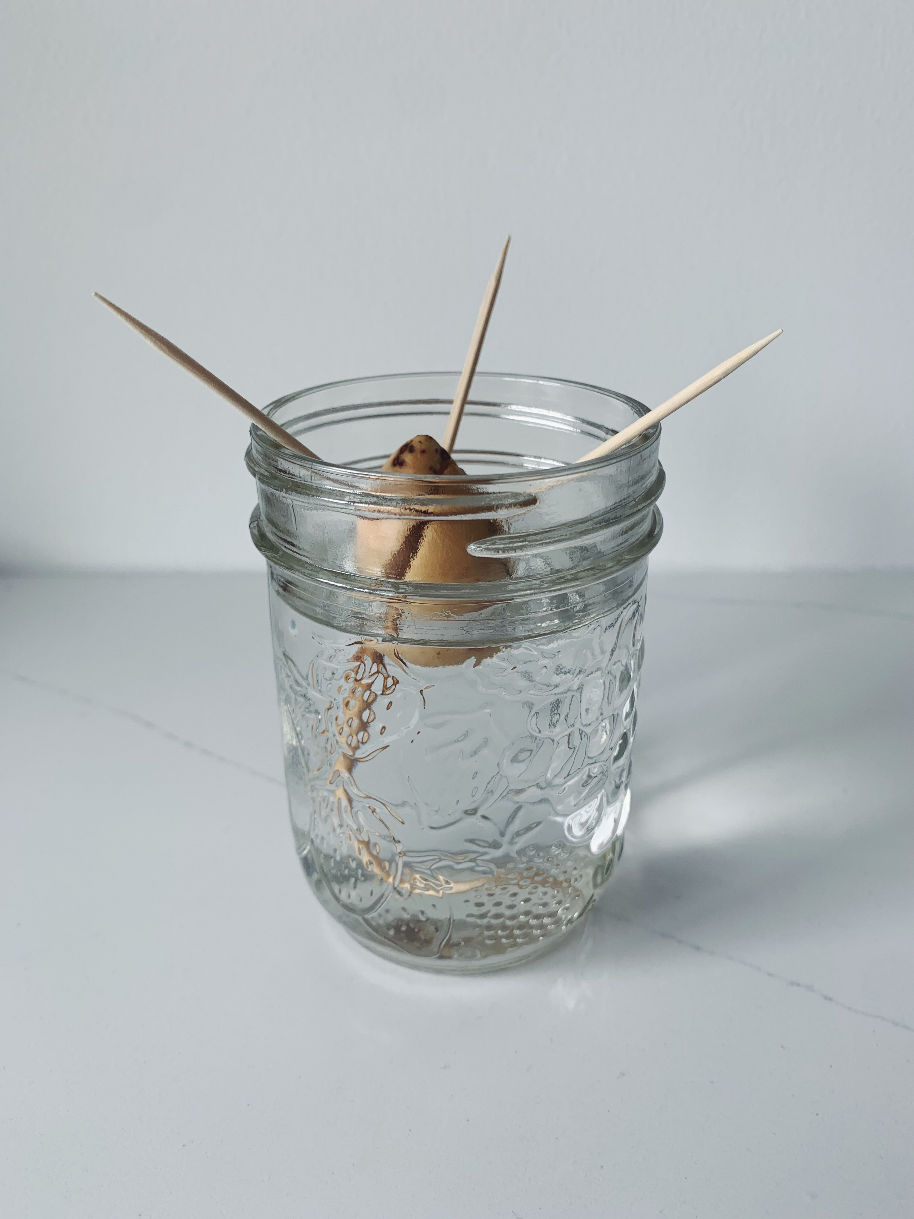 avocado seeds in a mason jar